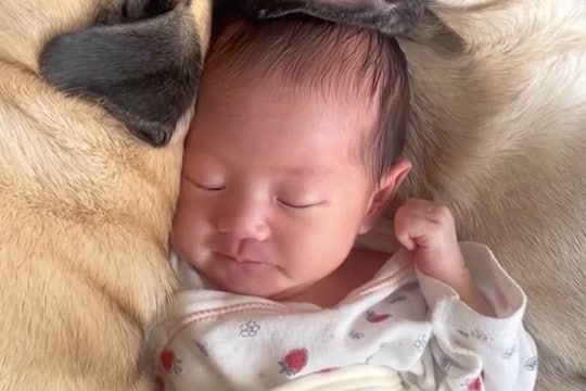 生まれたばかりの赤ちゃんが寝ていたら『2匹の犬』が近づいて…あまりにも尊い『添い寝』が41万再生「何時間でも見れる」「愛おしくて涙でる」