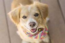 犬が飼い主から「愛されてる」と感じる５つのこと