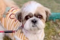 『生きたまま火葬してくれ』と持ち込まれた犬→緊急保護して…にわかには信じられない『壮絶な物語』が151万再生「嘘だろ」「感謝しかない」