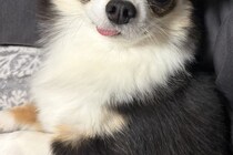 WEB会議中に詰められていた女性→犬が隣に来て…『心を救われた光景』が114万表示の反響「これだけで頑張れる」「舌出てるのも良い」と反響