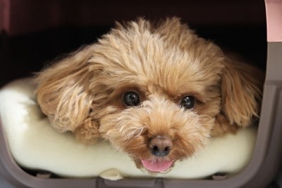 クレート内で寛ぐ犬