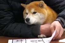 『会長』として働く柴犬→社員と一緒になって…『会議に参加する様子』が可愛すぎると111万再生「営業しに行ってもいいですか？」「憧れる」