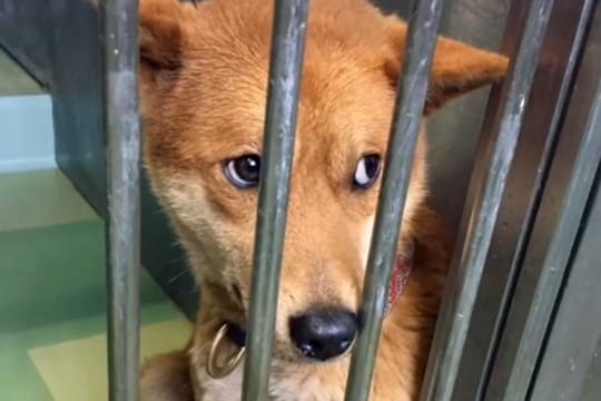 飼い主に捨てられ、殺処分を待つ『怯えた顔の犬』…保護後に見せた『本当の表情』に涙が出ると81万再生「こんな変わるのか」「頭が上がらない」