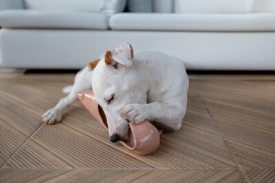 靴を噛む犬