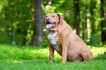 犬が『運動不足』になっているサイン6つ　運動が足りていないときに起こる悪影響とは？