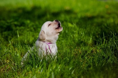 子犬の遠吠え