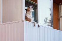 犬が『サイレンの音』を聞いて遠吠えするのはなぜ？考えられる理由や普段からできる対策まで