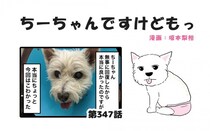 ちーちゃんですけどもっ【第347話】「ちーちゃんはちーちゃん」