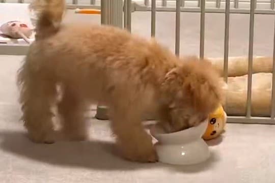 ごはんを食べ終わった子犬→『なくなったんですけど!』とブチギレて…理不尽な『猛抗議』が19万表示「可愛くて涙でたw」「ホリホリ早くて草」