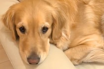 8日間入院していたママ→待ちわびていた大型犬が…あまりにも愛おしい『感動の再会の光景』に反響「愛がいっぱい」「幸せな時間堪能してね」