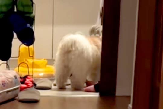 『なにやら犬と赤ちゃんが騒いでいるな』と思い、様子を見に行った結果→脱衣所で…仲良しすぎる『尊い共謀』が29万再生「盛り上がってるw」