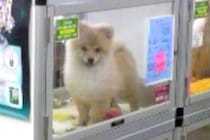 セール価格で売れ残っていた子犬→13年間、大切に育てた結果…泣けるほど素敵な『現在の光景』に感動「ずっと幸せでありますように」「涙出た」