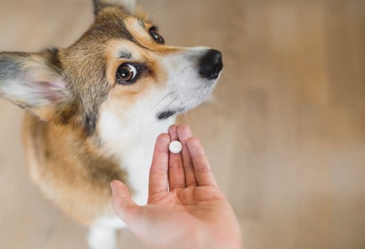 犬に絶対NGな『薬の飲ませ方』５選　飼い主がやりがちな間違った与え方とは？