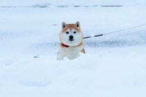 大寒波の日、空港までお母さんを迎えにきた犬→大雪の中で気が付いた瞬間…とんでもなく尊い反応が9万再生「喜びが爆発してるw」「愛を感じる」