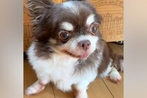 孤独死した老人のそばで発見された『元繁殖犬』→助けを待ち続けて…壮絶な犬生を乗り越えた『現在の光景』が話題「辛かったね」「涙が止まらん」