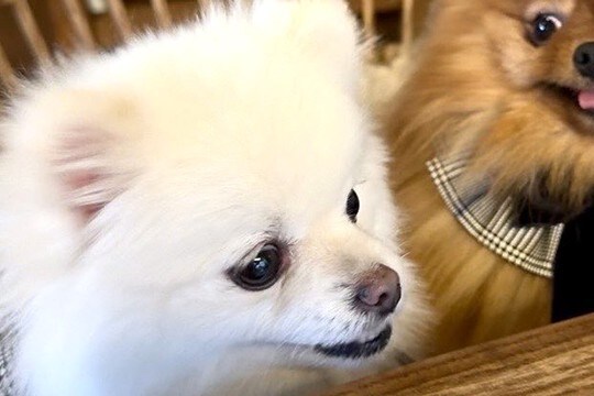 『好きなワンコ』と一緒の椅子に座った犬→分かりやすすぎる『態度の変化』に1万いいね「握手会に行った時のワイ」「人間だとヤバいｗ」と爆笑