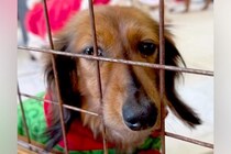 譲渡会で『悲しげな顔』で震える保護犬→勇気を振り絞って近寄ってきてくれて…お迎えして数日後の『現在』に感動「本当よかった」「幸せに」