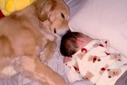 寝起きの赤ちゃんが『大型犬をママと勘違いしてしまった』結果→まるで『育児の達人』のような光景が24万再生「天才すぎ」「子育て2週目」