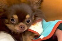 『不安でブルブル震える保護犬』をお迎え→３ヶ月、愛情を注ぎ続けた結果…あまりにも愛おしい『変化』に反響「巡り合えてよかった」「幸せだね」