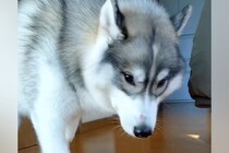 猫と一緒に育った大型犬→ご飯を食べ終わると…ネコから影響を受け過ぎている『まさかの行動』に反響「可愛すぎる」「真似してるのでは」