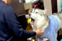 久しぶりに仕事から帰ってきたパパ→寂しがっていた大型犬が…想像以上に『文句を言っている光景』に反響「反応面白すぎるｗｗｗ」「可愛い」