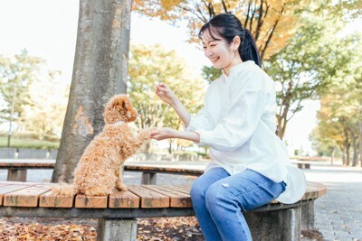 公園で犬と遊ぶ