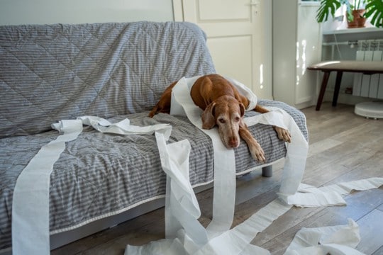 犬が『いたずらを誤魔化そうとしている』サイン5つ　どんな仕草や行動を見せる？