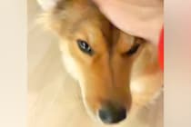 パパが帰ってきても無表情な保護犬→ママが帰ってくると…？あまりにも『温度差が激しすぎる光景』が話題「なんでやｗｗ」「ママラブなのね」