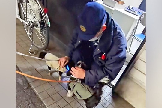 散歩帰りに『大好きなお巡りさん』を発見した犬→交番で見せた『パトロールのご報告』が可愛すぎると11万再生「平和な世界」「なんて素敵なの」