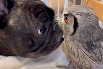 友人が飼っている『フクロウ』と会った犬→仲良くなろうと努力して…種族を超えた『触れ合い』が54万再生「見ていてほのぼの」「尊い…」