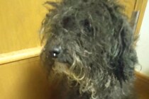 役目を終えたので『処分にする』と言われたボロボロの繁殖犬→保護後、愛情を注ぎ続けて…涙が止まらない光景が25万再生「素敵」「目輝いてる」