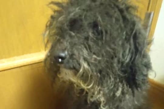 役目を終えたので『処分にする』と言われたボロボロの繁殖犬→保護後、愛情を注ぎ続けて…涙が止まらない光景が25万再生「素敵」「目輝いてる」