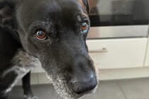 キッチンでオーブンを見ようと座り込むと、なぜか『犬』が心配してくれて…『まさかの理由』が優しすぎると23万表示「なんていい子」「涙が…」