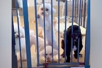 トリミングサロンへ２匹の犬をお迎えに→店員さんがゲートを開けた瞬間…まるでコントのような『悲劇』が80万再生「可愛いｗｗｗ」「爆笑ｗｗ」
