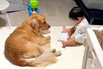 『流行りのシール交換』を1歳の子供が大型犬とした結果→『付き合ってあげる姿』が優しすぎると34万再生「面倒見てる…」「なんて愛おしい」