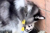 突然『手袋』を大型犬に取られた飼い主→どこへ行くのかと思ったら…想定外すぎる『まさかの行動』が3万再生「可愛いｗ」「ガッツリで草」