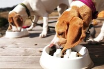 犬がごはんを『早食い』するのは危険？寿命にも影響するって本当？防止策まで解説