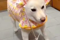 雨の日の散歩のため、犬に『カッパ』を着せた結果→頭が…思っていたのと違う『着方』が39万再生「パーマ中のおかんｗｗ」「七福神で草」と爆笑
