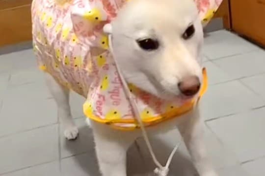 雨の日の散歩のため、犬に『カッパ』を着せた結果→頭が…思っていたのと違う『着方』が39万再生「パーマ中のおかんww」「七福神で草」と爆笑
