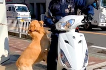 大型犬の散歩中『バイクに乗った警察官』と遭遇→微笑ましすぎる『まさかの対応』が35万再生「大好きが溢れてる」「なんて素敵な関係」と絶賛