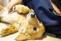 家族の中で「犬が一番好きな人」を見極める方法とは？