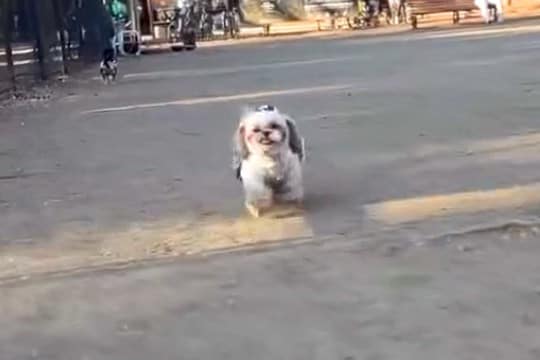 『キミもうちの子にならないか』公園で犬を撮影していたら…『まさかの乱入者』の登場が102万再生「フンフンって音好きw」「たまらん」 と絶賛