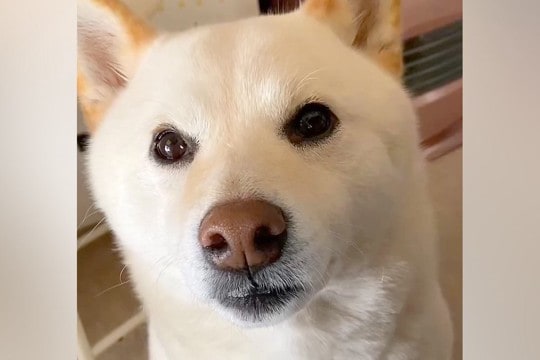 6年間、犬を『お姫様』のように育てた結果→溺愛しすぎた『現在の光景』が尊いと230万再生「自分を人間と思ってそうw」「たまらない」と絶賛