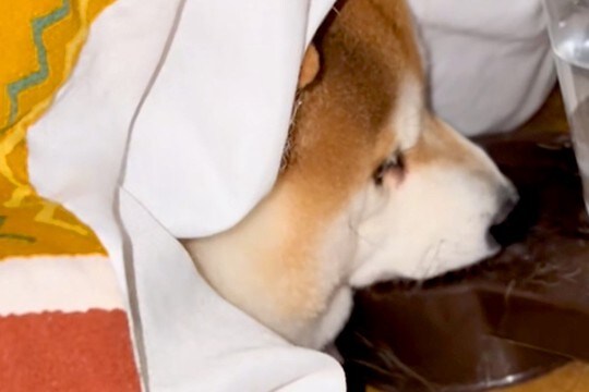 寒い日『絶対にコタツ布団から出たくない』と意地になる犬→あまりにも怠惰な『水分補給の様子』に反響「気持ちわかりすぎるw」「起きてて偉い」