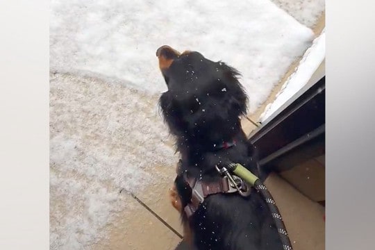 散歩に行こうとした犬→玄関を出ると『雪』が降っていて…数秒後に見せた『可愛い結末』が440万表示「犬は喜び、庭駆け回…らなくて草」と反響