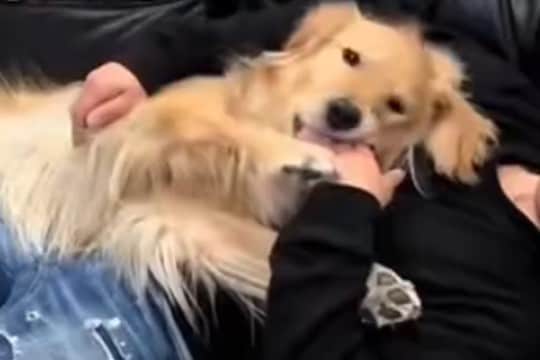 パパが帰ると『熱烈歓迎』する大型犬→ママが帰ると…不憫すぎる『あからさまな対応の違い』が12万再生「なんでやねんww」「悲しくなるw」