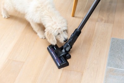 掃除機に興味を示す犬