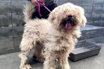 捨てられそうになっていた『汚れたボサボサの大型犬』を飼った結果→嘘のような『8年後の現在』が5万再生「よく頑張った」「幸せ掴んだね」