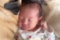 生まれたばかりの赤ちゃんが寝ていたら『2匹の犬』が近づいて…あまりにも尊い『添い寝』が41万再生「何時間でも見れる」「愛おしくて涙でる」