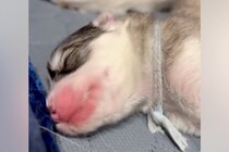 生まれたばかりの子犬が『寝言』を言った結果→聞いた母犬が…すべてが可愛い光景に71万再生の反響「寝言激しすぎて草」「誰に似たのかしら」